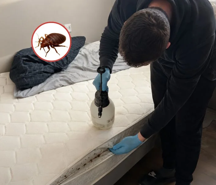 Technicien traitant un matelas contre les punaises de lit à Ézanville